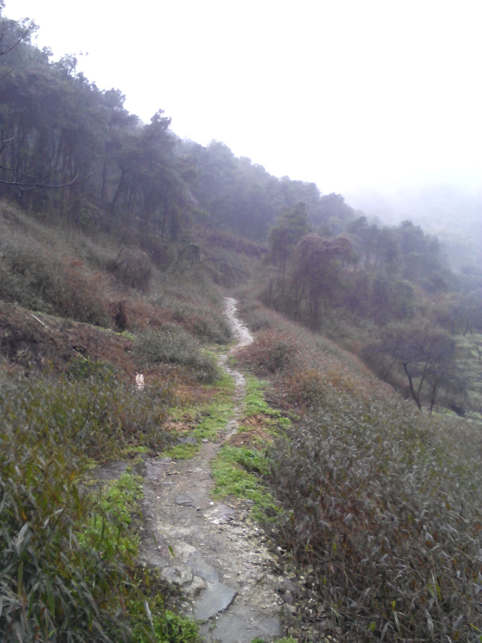 雨游大渡口区森林公园