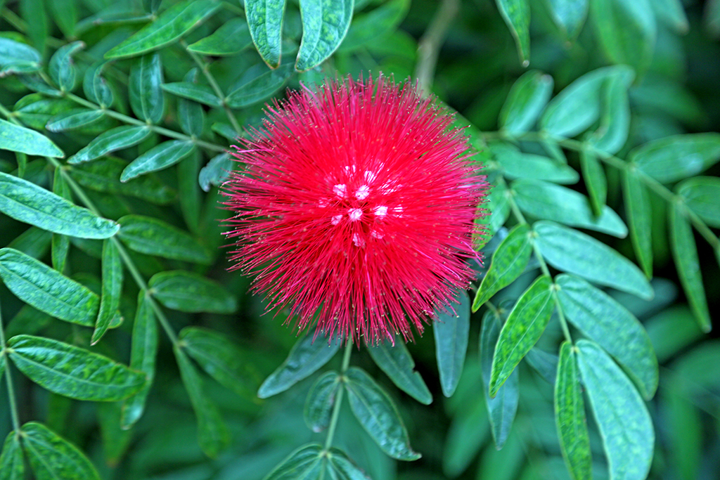 泉州开元寺的茶花,美蕊花         古城泉州是古代的光明之城,在