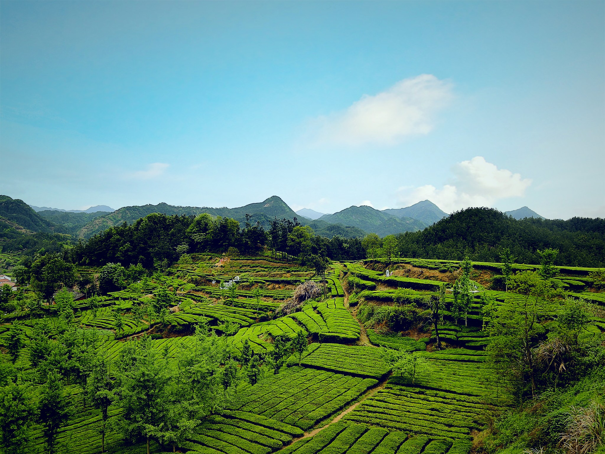 英山的人口_英山四季花海景区(3)