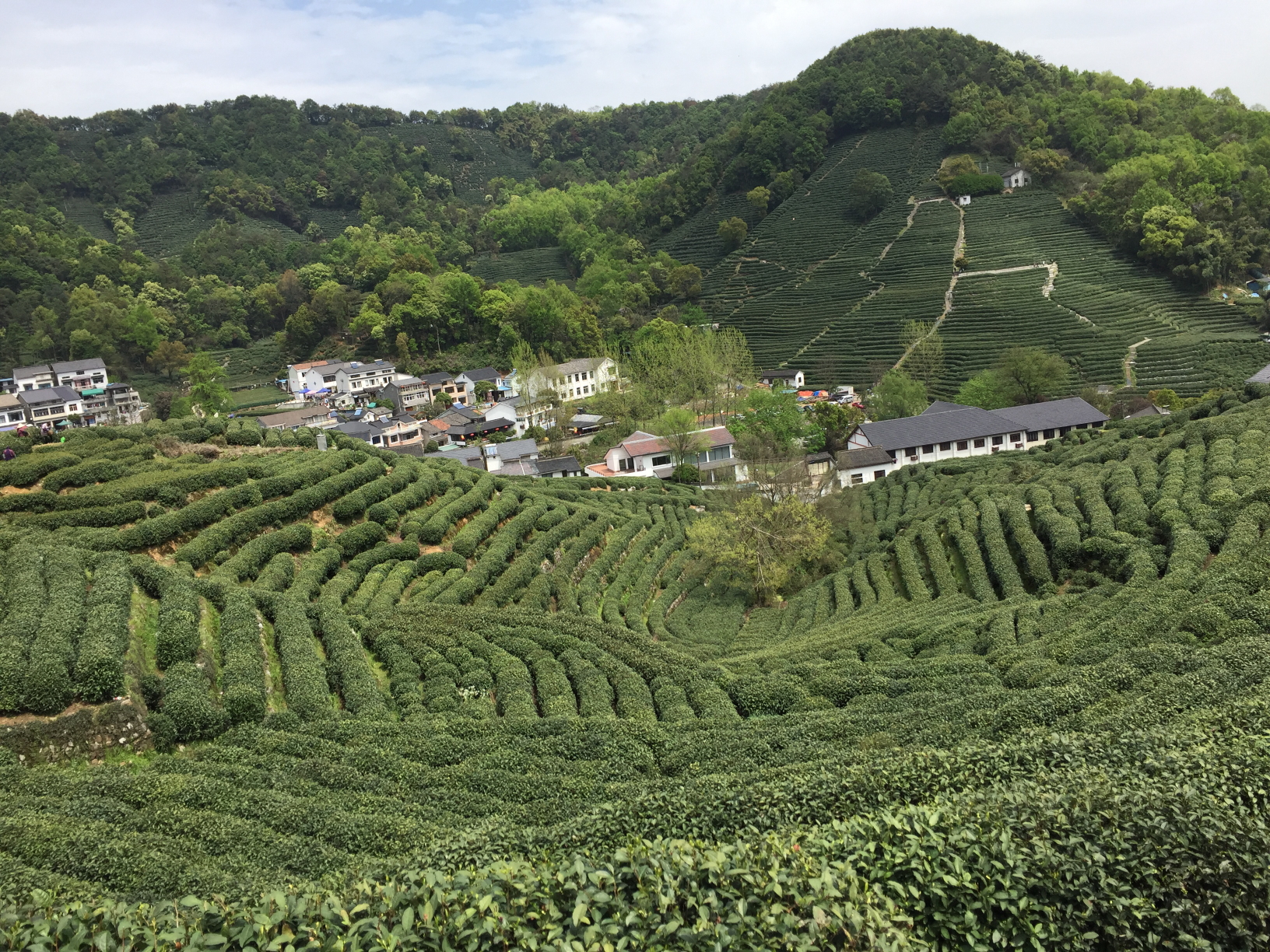 龙井村漫山遍野的茶园,很是壮观.茶园里,茶农正在采茶.