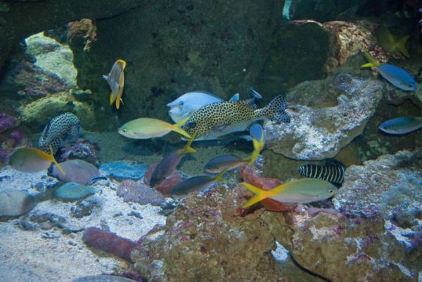 哪个动物园有水族馆 wKgBs1auDByASOsRAAExOxax2mA63.jpeg?imageView2%2F2%2Fw%2F600%2Fq%2F80